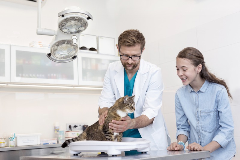 What Do Vets Check During Pet Wellness Exams?