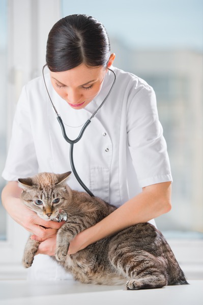 How Often Should Vet Labs Be Used In A Pet’s Health Monitoring?