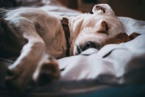Dog Health: What Should You Know About Canine Liver Disease?